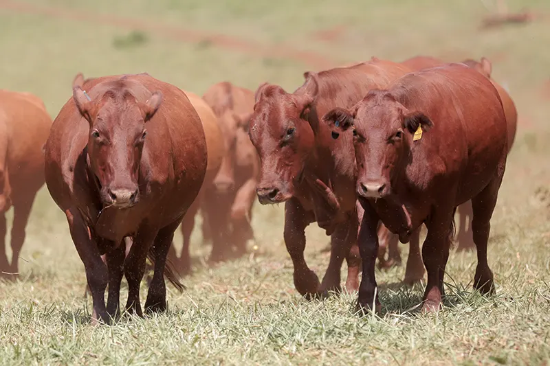 Adaptabilidade Bonsmara