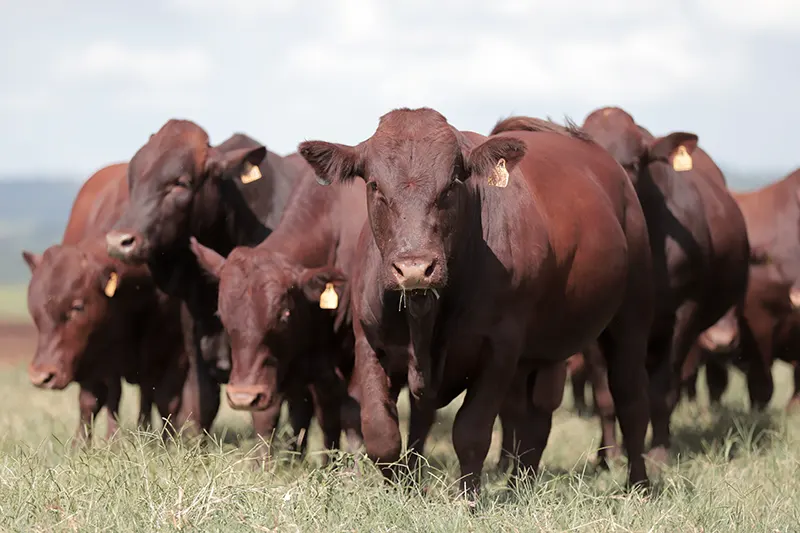 Precocidade Sexual Bonsmara