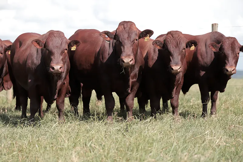 Resistencia a Parasitas Bonsmara