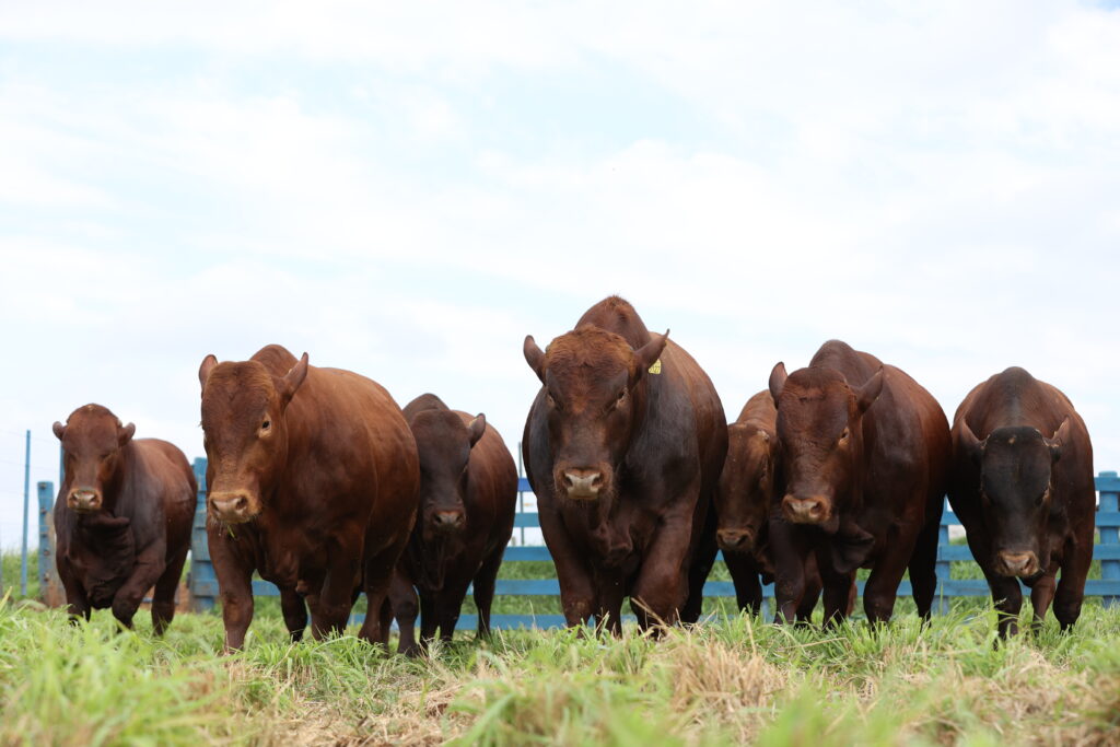 Grupo de exemplares de animais Bonsmara, da Fazenda Bonsmara Barra Grande,