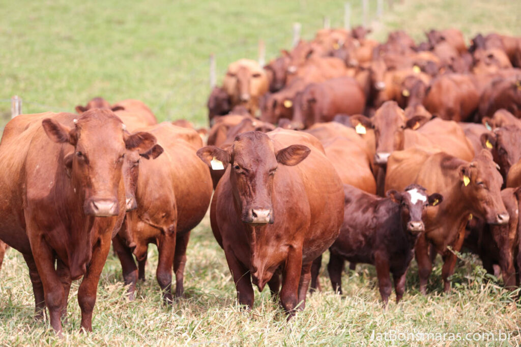 Rebanho de touros Bonsmara da Fazenda Bonsmara Barra Grande