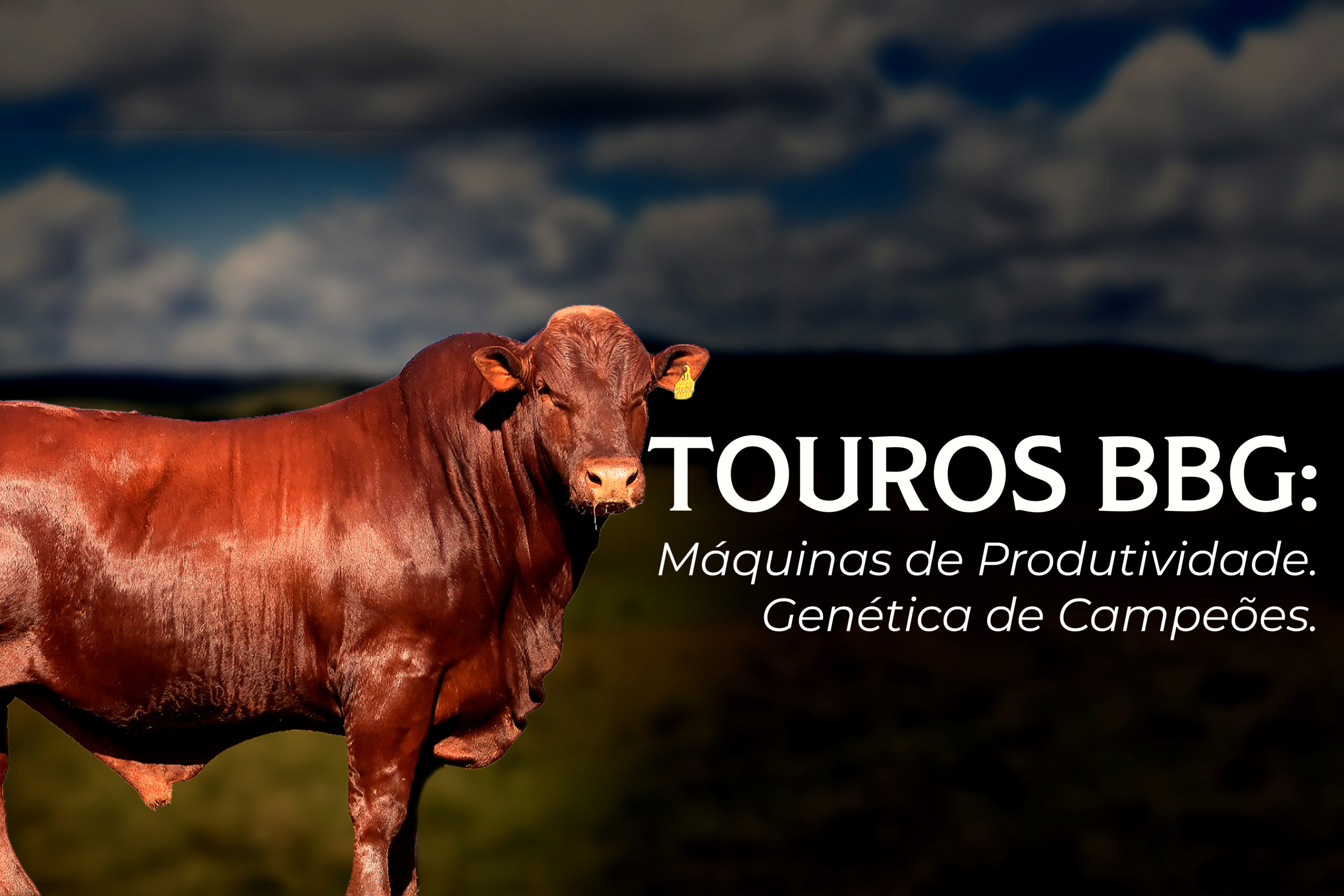 banner-1---touros-bbg