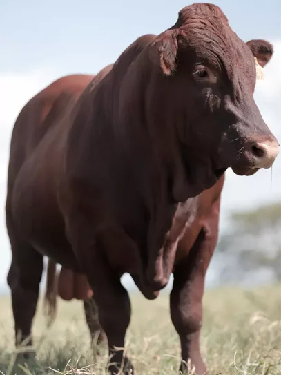 Lucratividade Bonsmara